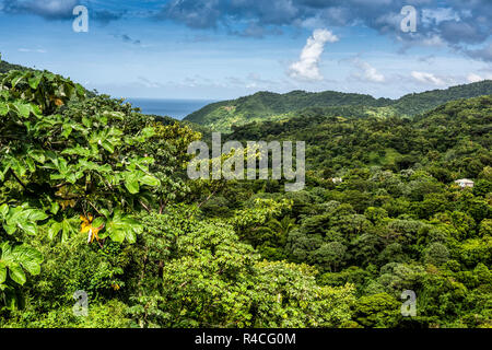 Foresta di pioggia sull'isola caraibica di Grenada Foto Stock