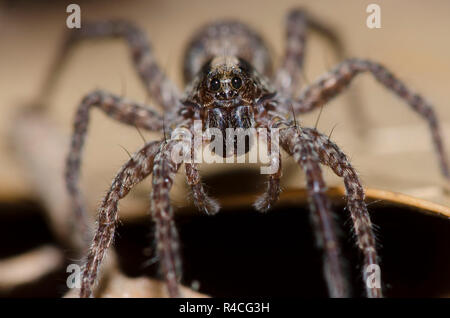 Wolf Spider, Schizocosa sp., sul pavimento della foresta Foto Stock
