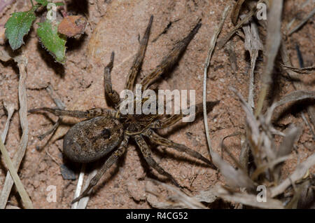 Wolf Spider, Hogna baltimoriana, femmina Foto Stock