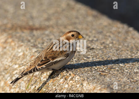 Snow bunting (Plectrophenax nivalis) alla testa di collina vicino a Fareham in Hampshire, Regno Unito Foto Stock