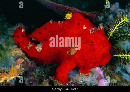 Verniciato o Rana pescatrice Rana pescatrice verniciata (Antennarius pictus), Wakatobi. isola di Sulawesi, Indonesia Foto Stock