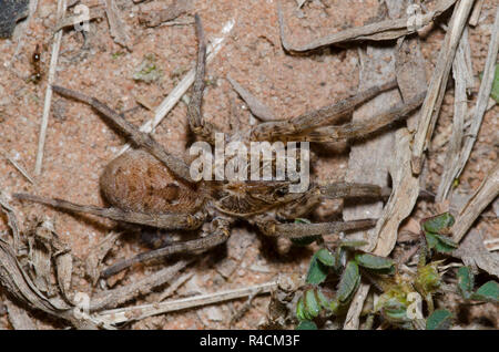 Wolf Spider, Famiglia Lycosidae Foto Stock