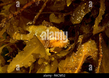 Sargassum pesce rana o Sargassumfish (Histiro histiro) tra alghe brune (Sargassum muticum), Cenderawasih, Irian Jaya, Indonesia Foto Stock