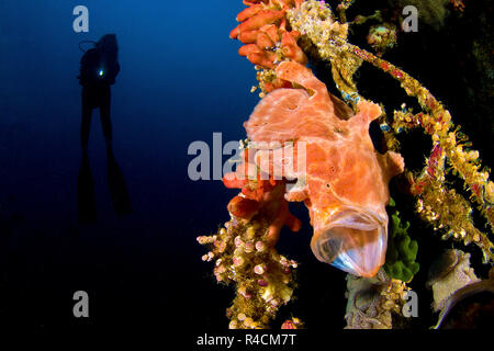 Rana pescatrice gigante, Commerson la rana pescatrice o Commerson la Rana pescatrice (commersoni antennarius), a bocca aperta, Sulawesi, Indonesia Foto Stock