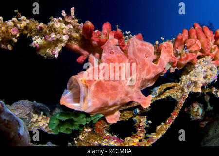 Rana pescatrice gigante, Commerson la rana pescatrice o Commerson la Rana pescatrice (commersoni antennarius), a bocca aperta, Sulawesi, Indonesia Foto Stock