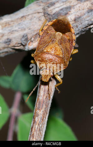 Predatori di Stink Bug Podisus placidus Foto Stock