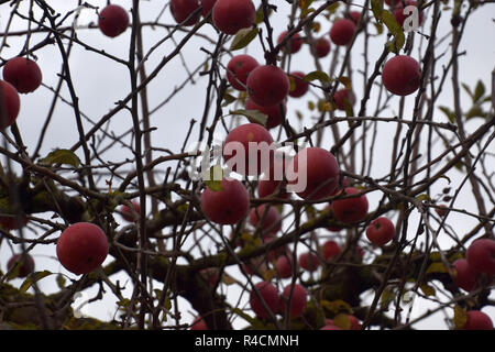 Novembre sfondo con le mele sulla struttura ad albero senza foglie e grigio cielo nuvoloso, big mature mele rosse sulla struttura ad albero senza foglie come un backgrou autunnali Foto Stock