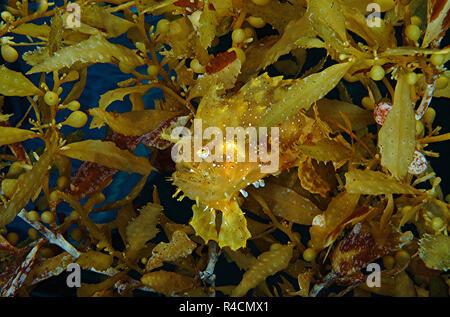 Sargassum pesce rana o Sargassumfish (Histiro histiro) tra alghe brune (Sargassum muticum), a Sulawesi, Indonesia Foto Stock