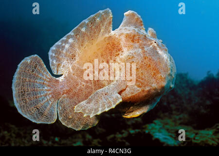 Rana pescatrice gigante, Commerson la rana pescatrice o Commerson la Rana pescatrice (commersoni antennarius), nuoto, Sabang Beach, Mindoro, Filippine Foto Stock