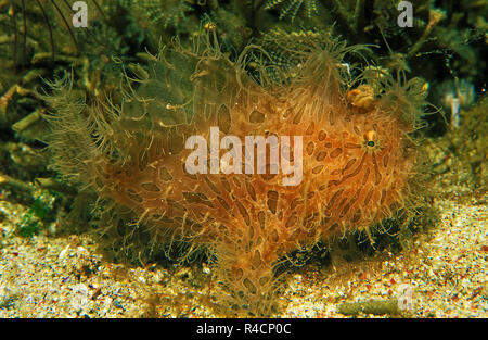 Rana pescatrice striato, striping o Rana pescatrice Rana pescatrice Peloso (Antennarius striatus), Sabang Beach, Mindoro, Philippinen Foto Stock