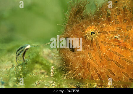 Rana pescatrice striato, striping o Rana pescatrice Rana pescatrice Peloso (Antennarius striatus), waggly con Illicium e esca per la preda, Sabang Beach, Filippine Foto Stock