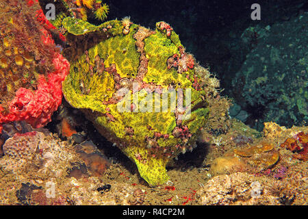 Rana pescatrice gigante, Commerson la rana pescatrice o Commerson la Rana pescatrice (commersoni antennarius), Camiguin, sull isola di Mindanao, Filippine Foto Stock