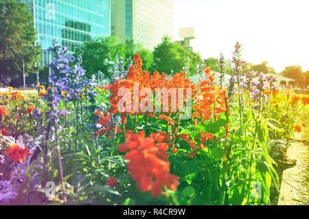 Letto di lavanda in fiore nel colore di tramonto Foto Stock