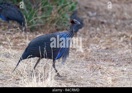 Vulturine le faraone (Acryyllium vulturinum) in Kenya, Africa Foto Stock