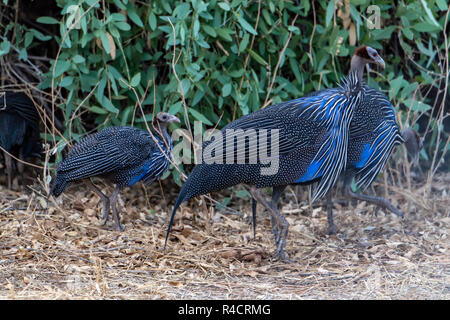 Vulturine le faraone (Acryyllium vulturinum) in Kenya, Africa Foto Stock