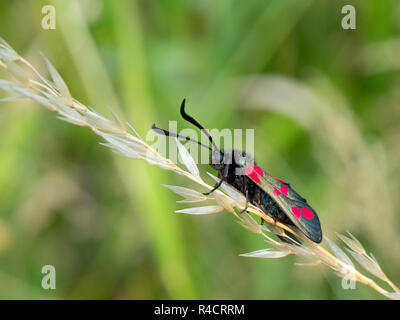 Sei spot Burnett Moth sull'erba stelo con sfondo verde Foto Stock