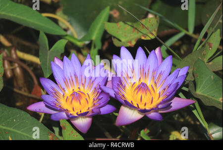 Coppia di vibrante viola i fiori di loto che fiorisce in luce del sole con sfocato foglie verdi in background Foto Stock