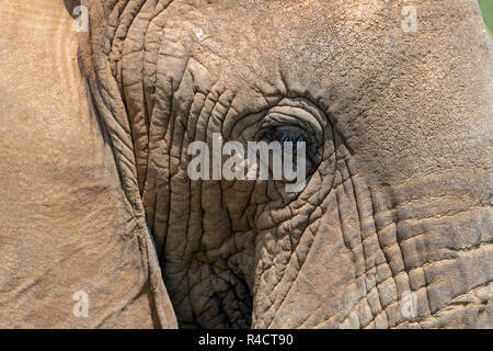 Elefante africano (Loxodonta) in Kenya Foto Stock