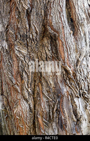 La consistenza della corteccia di cipresso Foto Stock