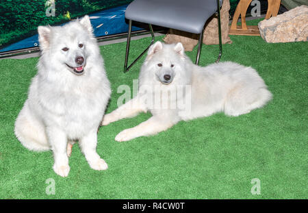 Due bianchi Samoiedo cani. Samoyeds originariamente utilizzate per la caccia, imbrancandosi di renne, e trasporto di slitte in Siberia Foto Stock