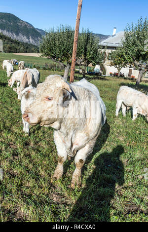 Le mucche al pascolo a prato nelle alpi Foto Stock