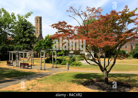 Estate; Greyfriars Tower un convento di frati francescani; Tower Gardens, Kings Lynn città; Norfolk; Inghilterra; Regno Unito Foto Stock