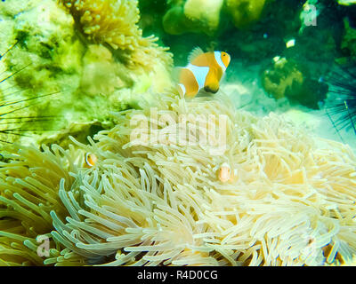 Clown Anemonefish, Amphiprion percula, nuoto fra i tentacoli della sua casa di anemone. Foto Stock