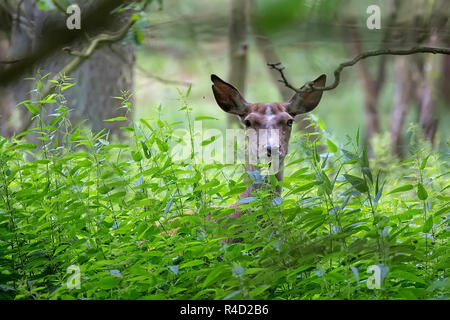 Red Deer nascoste nella foresta Foto Stock