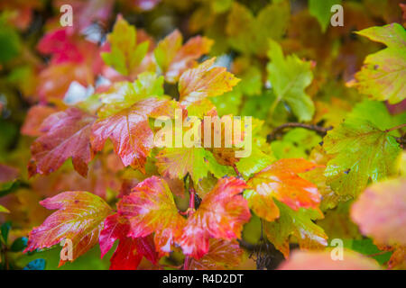 Foglie di autunno. Foto Stock