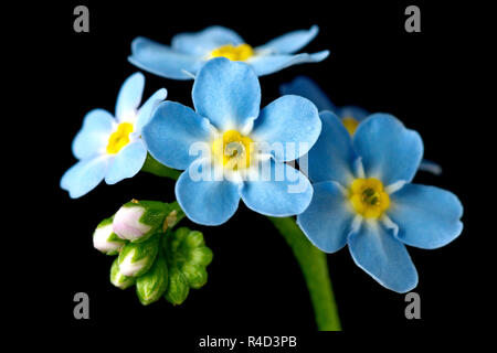 Dimenticare di acqua-me-non (myosotis scorpioides), una chiusura ancora la vita dei fiori e boccioli contro uno sfondo nero. Foto Stock