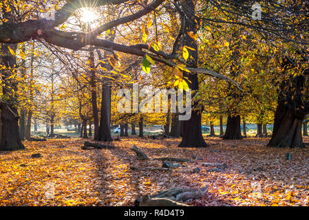 Bellissimi alberi di autunno con Sun in background presi in Richmond Park, Londra Foto Stock