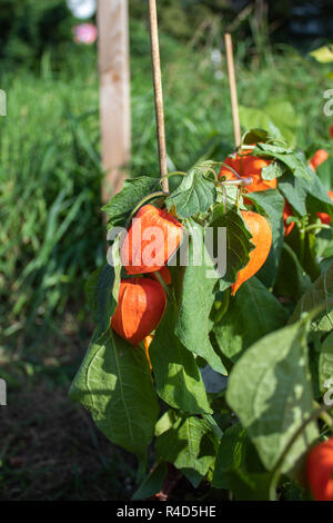 Massa crescente di ciliegio in giardino Foto Stock