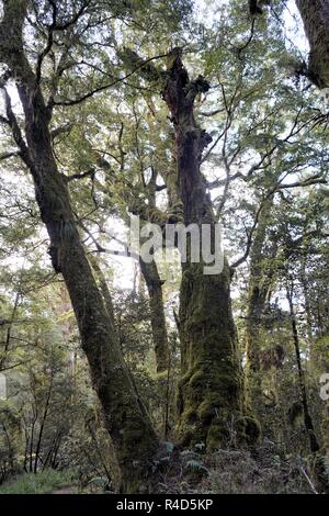 Grandi coperte di muschio alberi, Milford Track, Nuova Zelanda Foto Stock