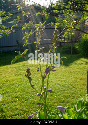 Alta fiori viola su erba verde sfondo in estate, Russia Foto Stock