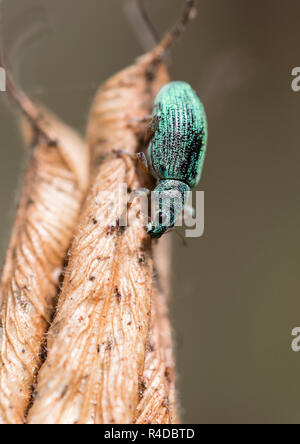 Curculione verde pensato per essere Polydrusus formosus su un columbine seme head Foto Stock