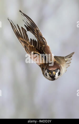 Feldspatz, im societé Flug, fliegend, Flugbild, Feld-Spatz, Feldsperling, Feld-Sperling, Spatz, Spatzen, Sperling, Passer montanus, tree sparrow, volo, flyi Foto Stock