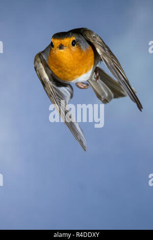 Rotkehlchen, fliegend, im societé Flug, Flugbild, Erithacus rubecula, robin, Europeo robin, pettirosso, volo, Le Rouge-gorge familier Foto Stock