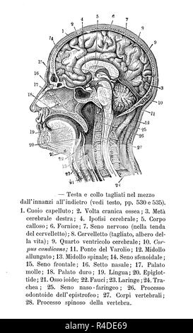 Vintage illustrazione di anatomia, la sezione trasversale della testa umana, descrizioni anatomiche in italiano Foto Stock