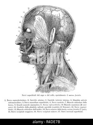 Vintage illustrazione di anatomia, la sezione trasversale della testa umana e collo con prove di nervi superficiali, descrizioni anatomiche in italiano Foto Stock