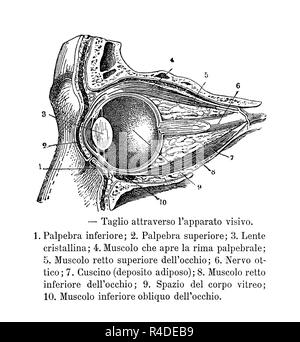 Illustrazione vintage di anatomia, trasversale ed in sezione laterale del sistema visivo umano, con descrizioni anatomiche in italiano Foto Stock