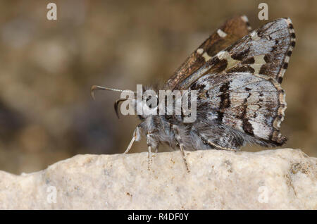 Corto-tailed Skipper, Zestusa dorus, maschio Foto Stock