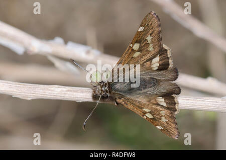 Corto-tailed Skipper, Zestusa dorus, maschio Foto Stock