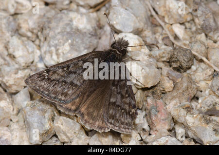 Rocky Mountain Duskywing, Gesta telemachus, maschio Foto Stock