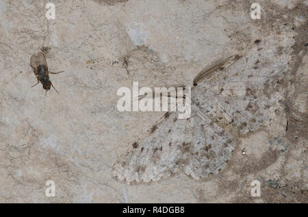 Geometrid Moth, Glena furfuraria, maschio e Root-Maggot Fly, Famiglia Anthomyiidae Foto Stock