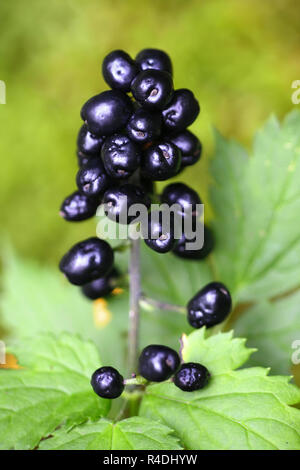 Actaea spicata. noto come baneberry o erbe Christopher. estremamente pianta velenosa Foto Stock