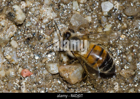 Il miele delle api, Apis mellifera, acqua potabile Foto Stock