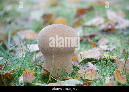 Lycoperdon utriforme, chiamato anche Calvatia caelata e Hankea utriformis, comunemente noto come puffball mosaico, fungo selvatico dalla Finlandia Foto Stock