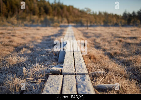 Sfondo con boardwalk nel mezzo della palude congelati in autunno di Finlandia Foto Stock