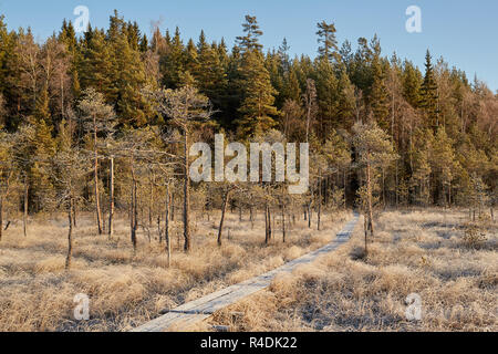 Congelati autunno sfondo del paesaggio a palude in Finlandia Foto Stock