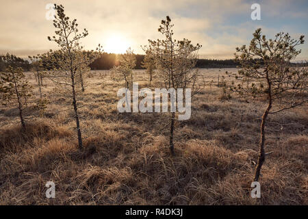 Alberi nella soleggiata palude congelati in autunno di Finlandia Foto Stock